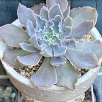 シャビアナ ペレグリナ,多肉植物,埼玉タニラー,モフモフ大好き,GS6年生の画像