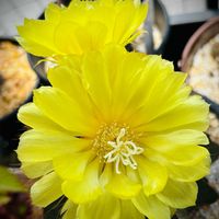サボテン,サボテンいろいろ,英冠丸,エリオカクタス 栄冠丸,存在感の画像