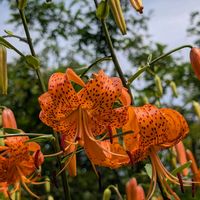 オニユリ,お花,お出かけ先の画像