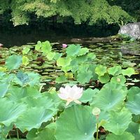 ハスの画像