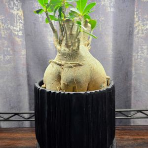 アデニウム,観葉植物,塊根植物,コーデックス,アデニウム属の画像