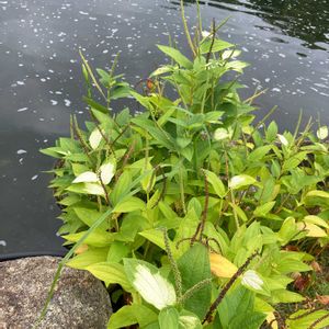 エノキの画像