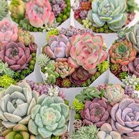 寄せ植えの画像