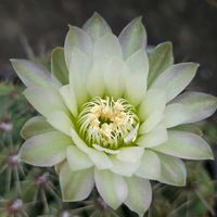 サボテン,緋花玉,花サボテン,多肉植物,サボテンの花の画像