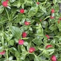 ベビーサンローズ,地植え,ガーデニング,花のある暮らし,お花は癒しの画像