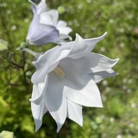 キキョウ,山野草,花のある暮らし,繋がりに感謝✨,青い花マニアの画像
