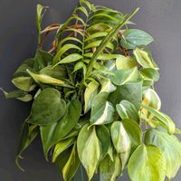 テーブルヤシ,スキンダプサス,観葉植物,熱帯植物,植物のある暮らしの画像