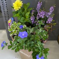 アンゲロニア,アメリカンブルー,アルテルナンテラ,ジニア  八重咲き,ジニア（百日草）の画像