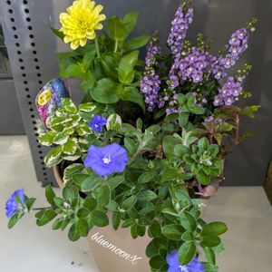 アンゲロニア,アメリカンブルー,アルテルナンテラ,ジニア  八重咲き,ジニア（百日草）の画像