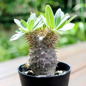 恵比寿大黒,パキポディウム　恵比寿大黒,多肉植物,塊根植物,パキポディウム属の画像