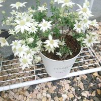 フランネルフラワー,鉢植え,北海道,プランター棚,夏の画像
