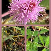 オジギソウ,コスモス,センペルビウムの花,ガガイモ の蕾,センペルの花束寄せの画像