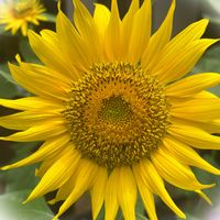 ヒマワリ,ひまわり,Sunflower♪,夏の花,お散歩中の画像