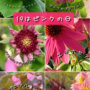 ネムノキ,シロタエギク ニュールック,コシアキトンボ＊,コシアキトンボ♂,コシアキ トンボの画像
