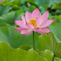 ハス,19日はピンクの日!,日曜日は日本を感じる和の花の画像