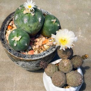 チランジア カプトメデューサ,テフロカクタス ゲオメトリクス,ロフォフォラ ディフューザ,多肉植物,サボテン科の画像