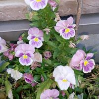 金柑の花,パンジー,パンジー,ビオラ,イチジクの画像