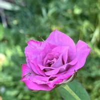 ダイアンサス,紫陽花,おじぎ草,ミニバラ ラベンダーコルダーナ,サルビア・コクシネアの画像