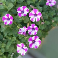 カリブラコア,ペチュニア,日々草,マドンナの宝石,ペチュニア マドンナの宝石の画像