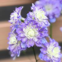 デルフィニウム,八重咲きデルフィニウム ボレロ,ガーデニング,花のある暮らし,デルフィニウム ボレロの画像