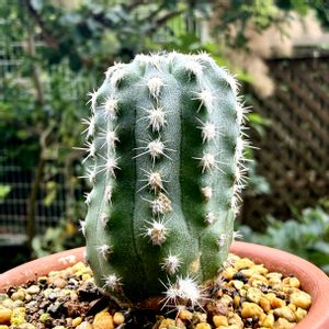 サボテン,フォルモーサ,多肉植物,子株,鉢植えの画像