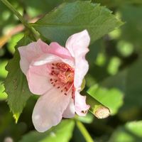 バラ,ランタナ,19日はピンクの日!の画像