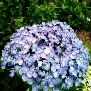 ウズアジサイ,千鳥草,スーパーベナ アイストゥインクル,花壇,おうち園芸の画像