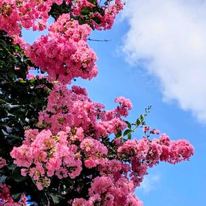 サルスベリ,可愛い,お散歩,花が好き,真夏の花の画像
