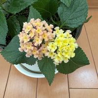 オレンジ,イエロー,マンション,窓辺の画像