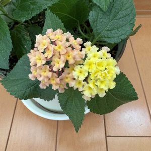 オレンジ,イエロー,マンション,窓辺の画像