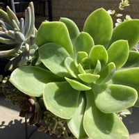 多肉植物,ネコ好き,多肉中毒,植中毒,巨大化エケベリアの画像