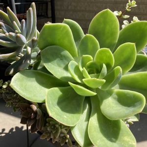 多肉植物,ネコ好き,多肉中毒,植中毒,巨大化エケベリアの画像