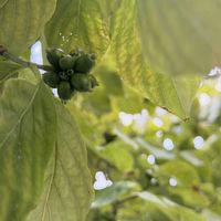 ハナミズキ,ハナミズキの実,ユリノキ,ユリノキの実,散歩コースの画像