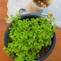 セラギネラ,セラギネラ オーロラ,観葉植物,シダ植物,イワヒバ科 の画像