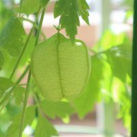 フウセンカズラ,鉢植え,癒される,種から,花のある暮らしの画像