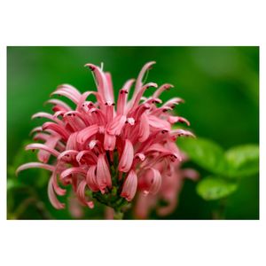 サンゴバナ,フラミンゴプランツ,プランター,ピンクの花,キツネノマゴ科の画像