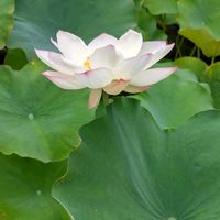 ハス,公園散歩,今日のお散歩,歩くの大好き♡の画像