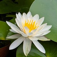 スイレン,公園散歩,今日のお散歩,歩くの大好き♡の画像