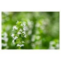 クリーピングタイム,ハーブ,地植え,グランドカバー,シソ科の画像
