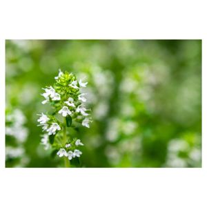 クリーピングタイム,ハーブ,地植え,グランドカバー,シソ科の画像
