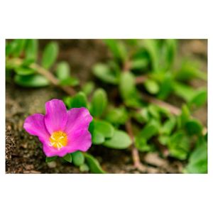 ポーチュラカ,地植え,グランドカバー,スベリヒユ科,一年草の画像