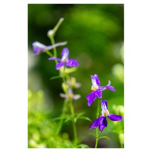 チドリソウ,ヒエンソウ(飛燕草),プランター,キンポウゲ科,一年草の画像