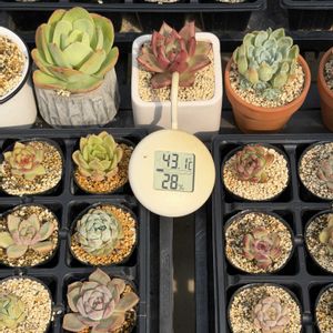 多肉植物,葉挿し,エケベリア属の画像