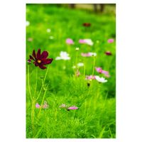 コスモス,一年草,キク科,草花大好きの画像