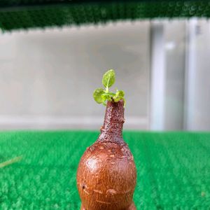 ガジュマル,観葉植物,塊根植物の画像