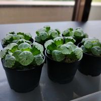 ハオルチア,多肉植物,ハオルチア属,癒し空間,植物観察の画像