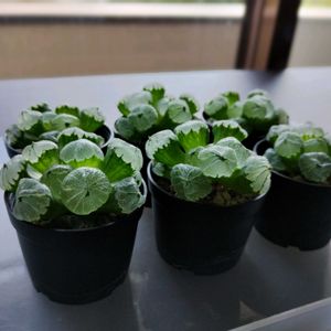 ハオルチア,多肉植物,ハオルチア属,癒し空間,植物観察の画像