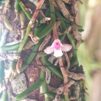 サボテン,ビカクシダ,ムカデラン,山野草,洋ランの画像