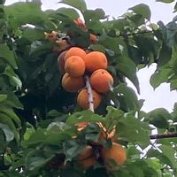 アンズ,アンズ,マツ,エゾリス♡,木の実の画像