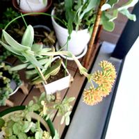 多肉植物,開花,ベランダの画像